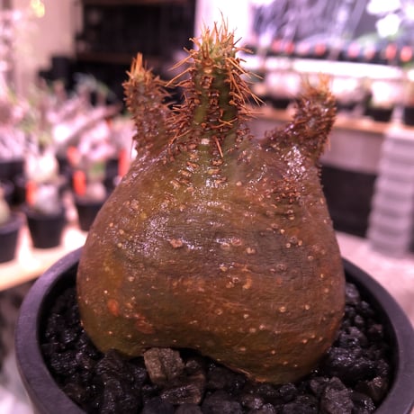 packypodium  gracilius《大きめS size》驚愕ぼってり樹形※現地球発根済株※店主国内管理2年株※短枝で堪らないほど低重心‼︎とびきりぼってり樹形※mad black pot植え