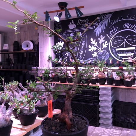 opercullicarya  packypus  littmon  seed🌱 《13年目株》※幹も太く表皮のボコボコも強く出た当店作り込み長き丈の締まったパキプス※mad black pot植え
