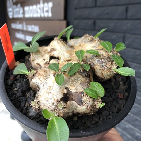 pachypodium brevicaule恵比寿笑い《大きめM size》※現地球発根後店主国内管理3年株※手乗り丁度良きサイズ感‼︎威勢よく展開中🌱※mad black pot植え