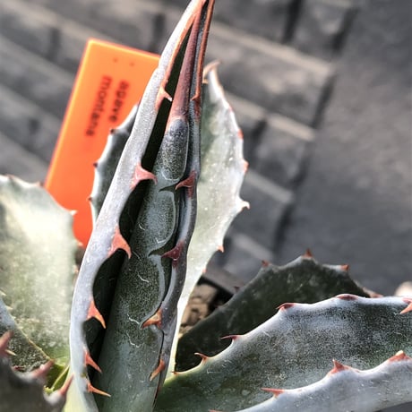 agave montana《M size》※現地球発根後店主国内管理2年株※葉色が濃く渋カッコいい一株‼︎※mad black pot植え