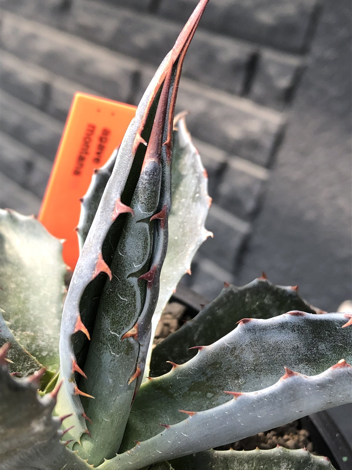 アガベ モンタナ 現地球 大株 agave montana《M size》※現地球発根後店主国内管理2年株※葉色が濃く渋