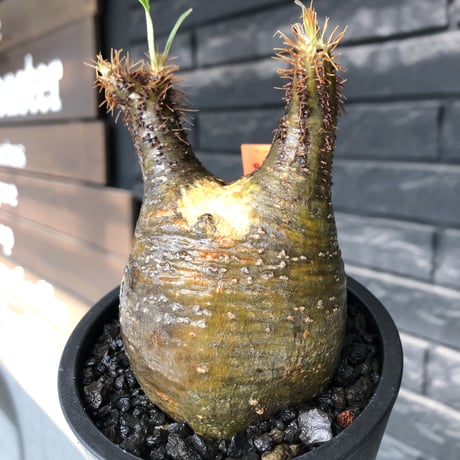packypodium  gracilius《小さめM size》希少二頭枝※現地球発根済株※店主国内管理2年株※かわいすぎる二頭枝‼︎成長楽しみなサイズ感＆ぼってり株※mad black pot植え