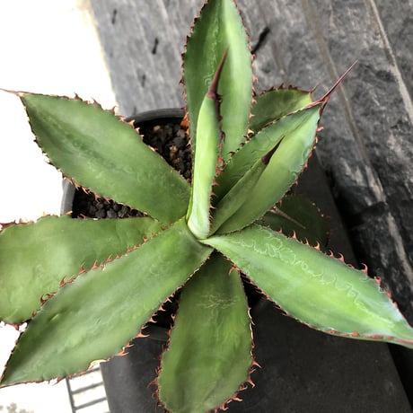 agave  bovicornuta《L  size》※発根済株※赤色の長短のある刺が交互に生える希少性高い美株ボビコルヌータ※mad black pot植え