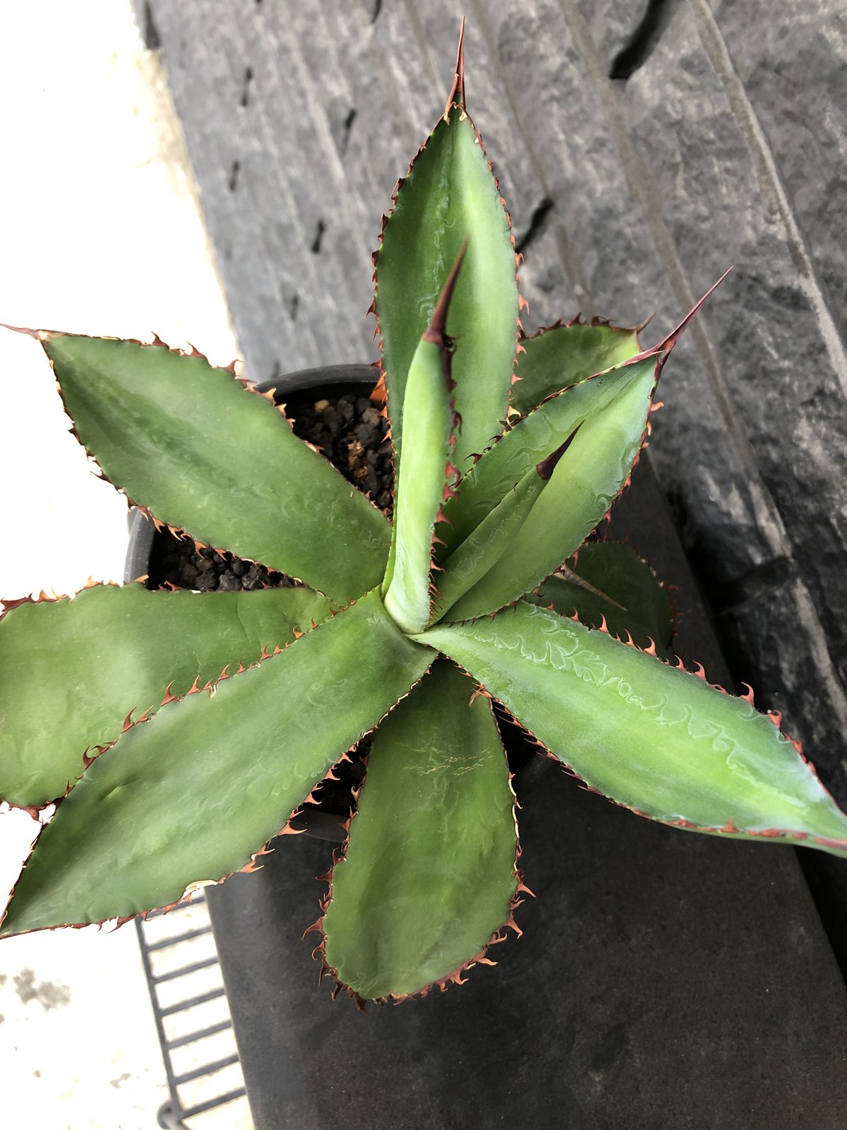 agave bovicornuta《L size》※発根済株※赤色の長短のある刺が交互に生