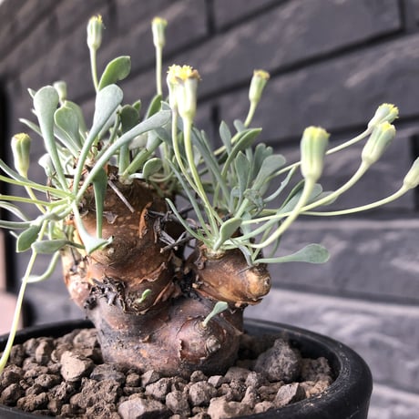 othonna  euphorbioides《M size》※現地球発根後店主国内管理3年株※株元は太く綺麗目肌の持ち主‼︎※mad black pot植え
