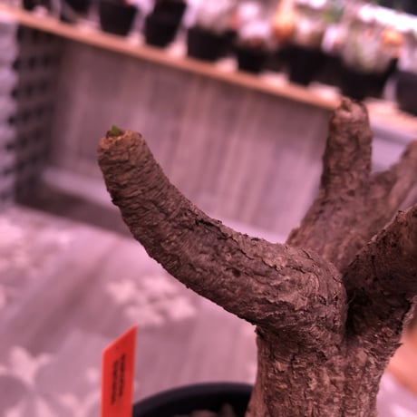 euphorbia  itremensis 《M size》個体差の激しい樹形とmad質な葉&表皮colorが魅力な人気者※mad black pot植え