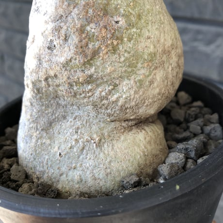 raphionacme zeyheri《L size》希少種※現地球発根済株※店主国内管理7年株※希少性も極めて高く、ねじれぼってり樹形に白肌が美しい存在感抜群な一株※mad black pot植え