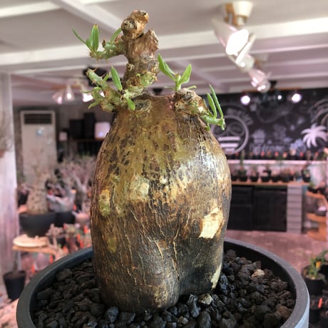 pachypodium  bispinosum《L size》※現地球発根後店主国内管理7年株※大株且つwildな味深きエグれに両A面なぼってり樹形※mad black bowl pot植え