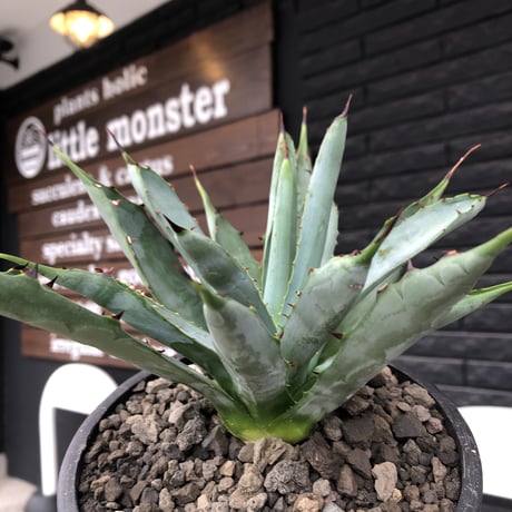 agave  macroacantha《大きめM size》※発根済株※発根後店主国内管理2年株※鋭く黒棘&青短葉typeのカッコいいマクロ‼︎※mad black pot植え