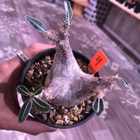 packypodium    cactipes《S size》⚠️未発根株