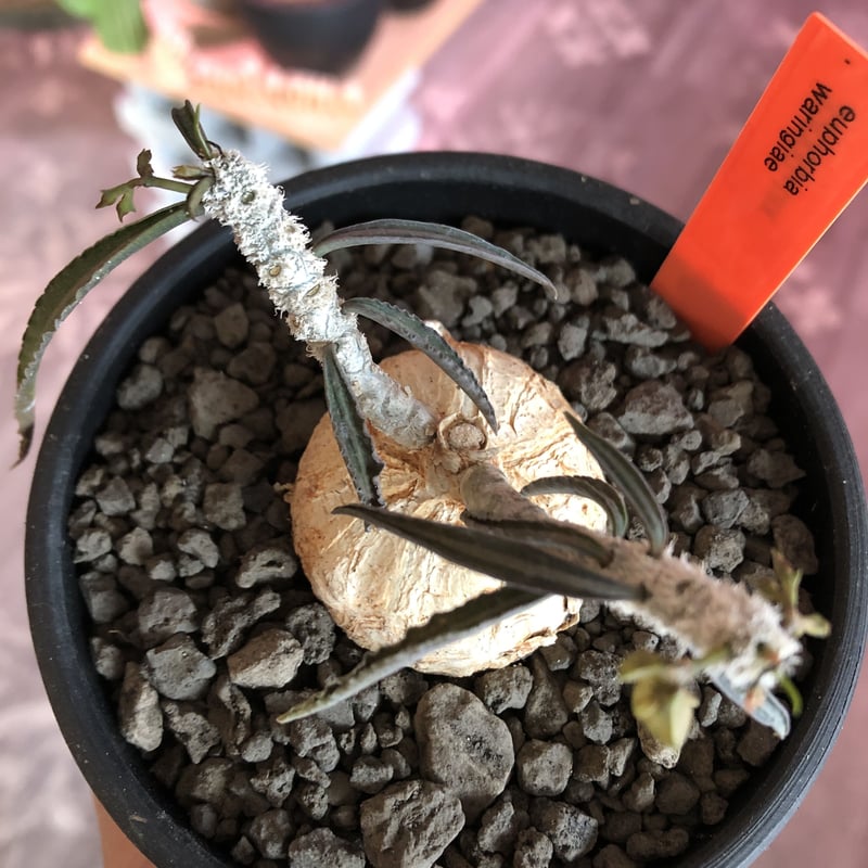 euphorbia waringiae《 M size》※現地球発根済株※店主国内管理3年株