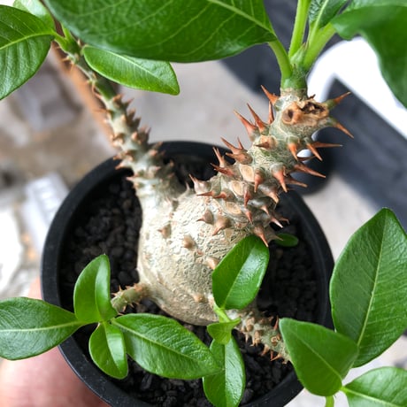 pachypodium windsorii《M size》※選抜littmon seed🌱※weight低き極めてぼってり株元&良枝振樹形※black pot植え