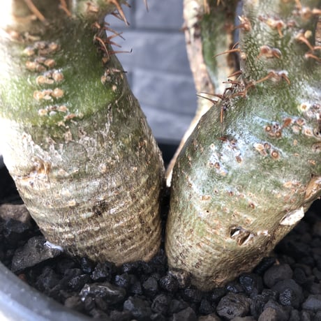 pachypodium gracilius 《L size》希少‼︎green肌 &ぼってり3-he'd株※現地球発根後店主国内管理4年株※weight低く両A面株※black bowl pot植え