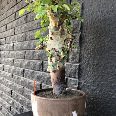 commiphora  holtziana《大きめLL size》驚愕‼︎極太株第3弾‼︎※現地球発根後店主国内管理3年株※渋さ佇まいが堪らない大株※brown marble bowl pot植え