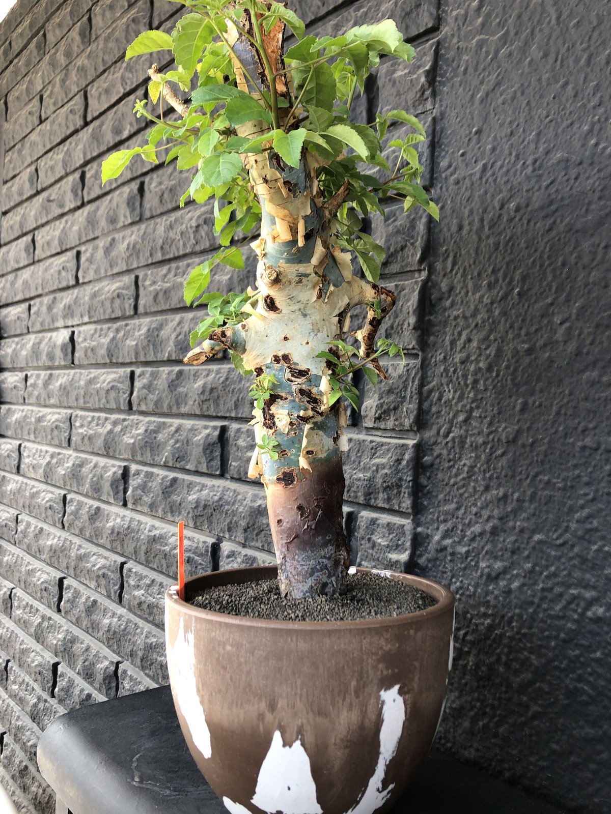 commiphora holtziana《大きめLL size》驚愕‼︎極太株第3弾‼︎※現