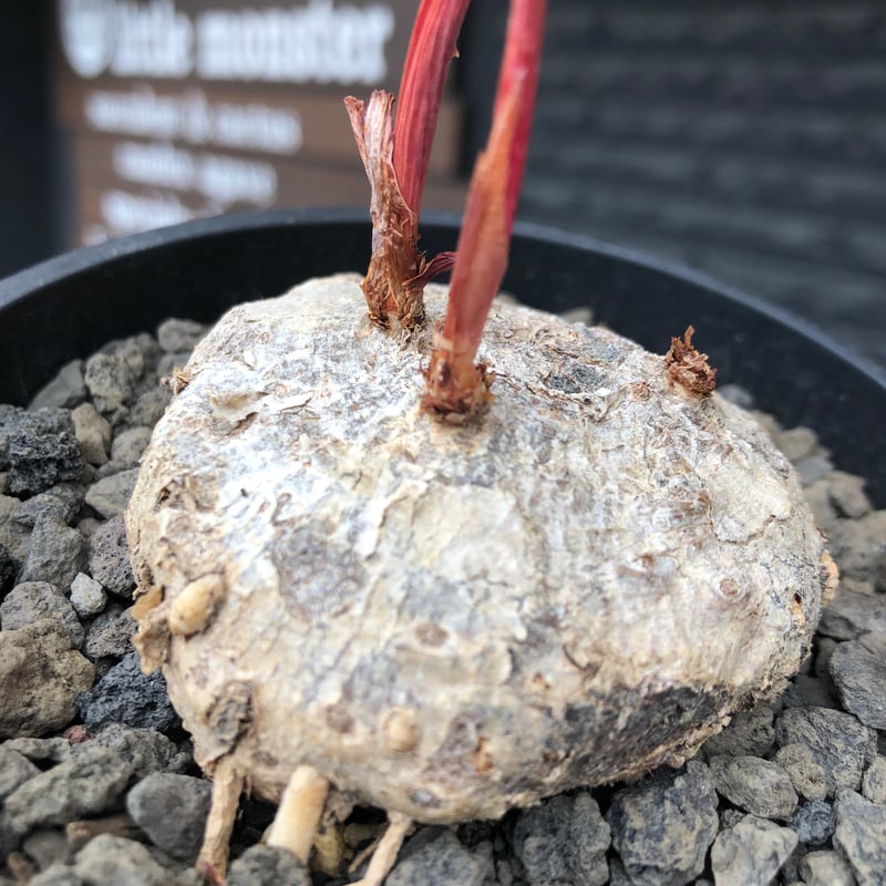 eriospermum mackenii《L size》※現地球株発根済※中々出会えないエリオ