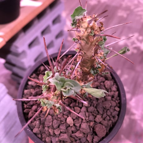 sarcocaulon crassicaule《  M  size》※現地球発根済株※店主国内管理3年株※赤強刺に縮れた葉と白花のギャップ萌えするwildな一株※mad black pot植え