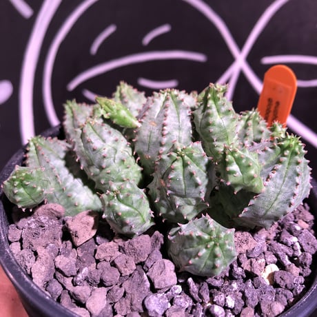 euphorbia    globosa