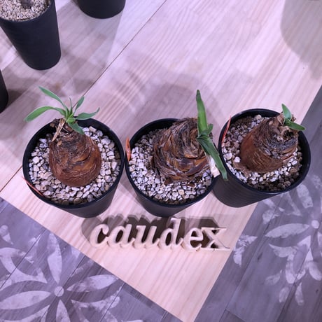 boophane   disticha《M size》成熟時の真っ赤な花とこの表皮が魅力