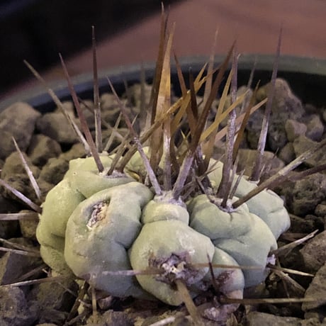 copiapoa   cinerea  長刺白棘黒王丸《小さめM size》激希少‼︎※現地球株カキ仔自根株※現地球のDNAを引き継いだ白肌※mad black bowl pot植え
