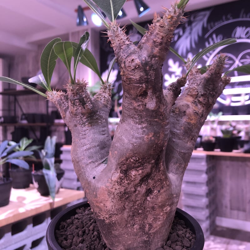 packypodium enigmaticum《M size》 ※現地球発根済み株‼︎ ※ packypodium enigmaticum《M size》 ※現地球発根済み株‼︎ ※