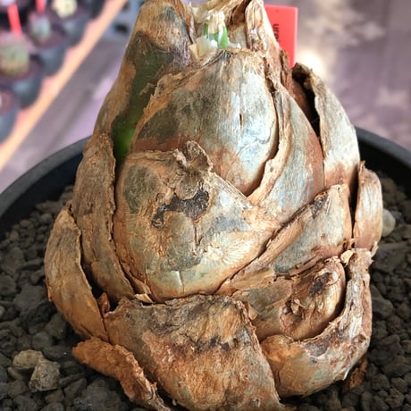 urginea epigea《L size》※現地球株発根済※丸み強くとびきり整ったぼってり樹形の大株‼︎開花時もゴージャスで魅力的なエピゲア※black bowl pot植え