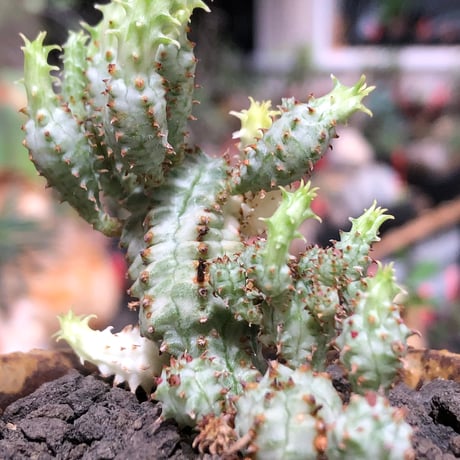 euphorbia mammillaris variegata 群生株《L size》※現地球株発根済※小型種ながらどっしり構えで主幹は太く‼︎更には斑入りのバランス良き一株‼︎※信楽陶器鉢植え