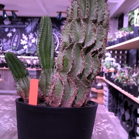 euphorbia    horrida《4分頭ホリダ》再入荷お知らせ通知分