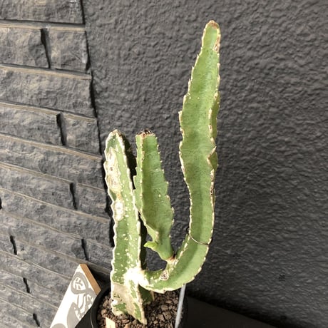 stapelia《M  size》