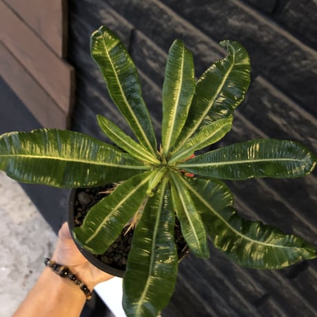 pachypodium  ambongense  littmon seed🌱《大きめM size》希少種※実生でも流通少なき将来有望ぼってり株※mad black pot植え