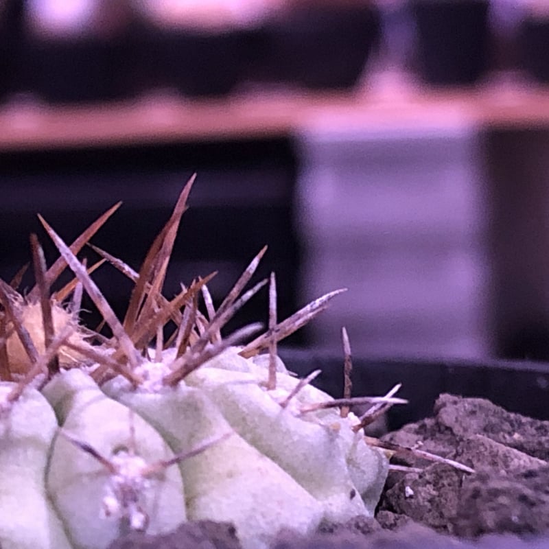 copiapoa cinerea var.columna-alba 白棘孤竜丸《大きめS copiapoa cinerea var.columna-alba 白棘孤竜丸《大きめS
