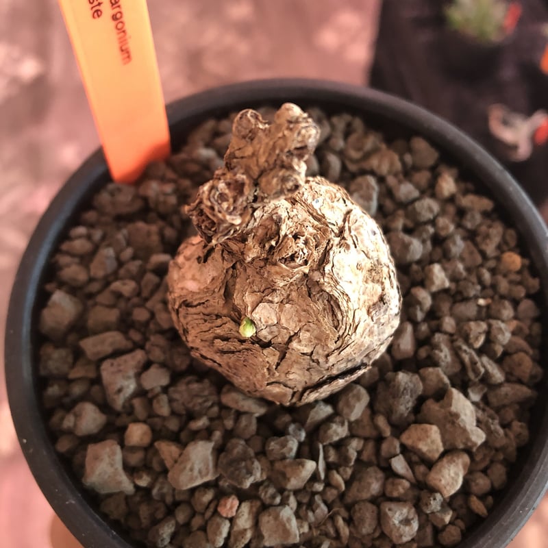 pelargonium triste《小さめM size》※現地球発根済株※店主国内管理2年株