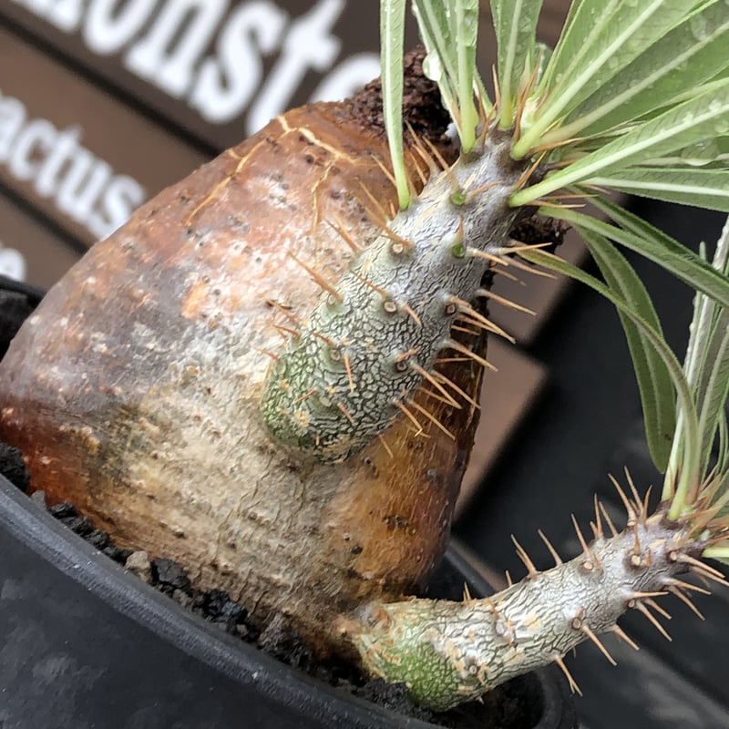 pachypodium gracilius《大きめM size》※現地球株発根済※成長点潰れ&