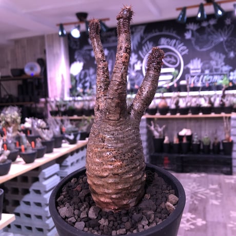 packypodium  gracilius《小さめM  size》※現地球発根済株‼︎※間もなくお目覚めするバキバキボコボコ強き表皮を持つグラキリス※mad black pot植え