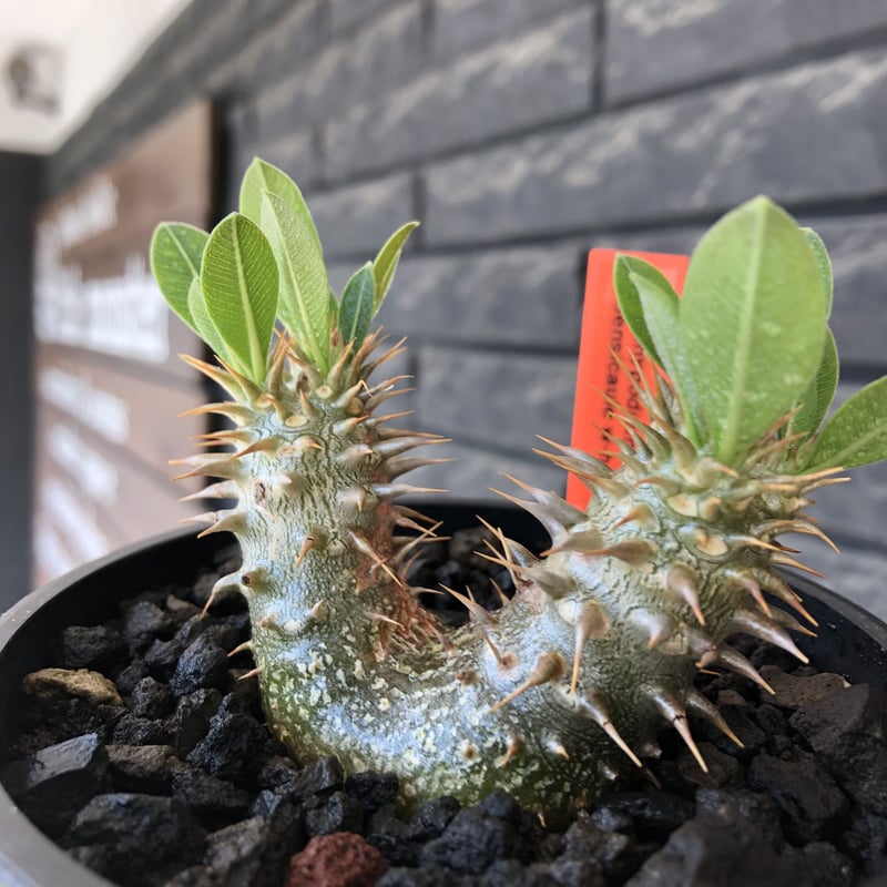 pachypodium densicaule w-he'd恵比寿大黒《M size》※litt pachypodium densicaule w-he'd恵比寿大黒《M size》※litt