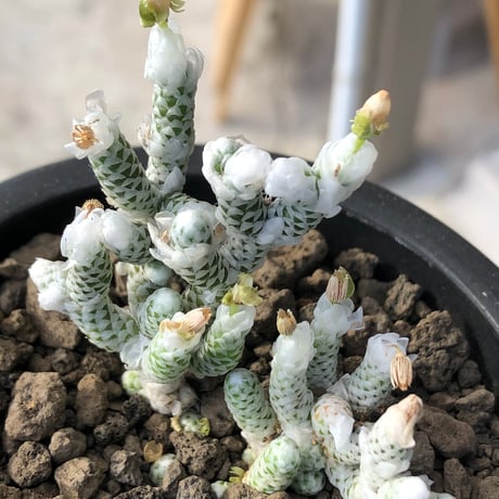 avonia recurvata ssp.buderiana《L size》希少種‼︎※現地球株発根済※肉厚で鱗の様な綺麗模様に白花を咲かせるかわいく枝振り良き一株※black pot植え