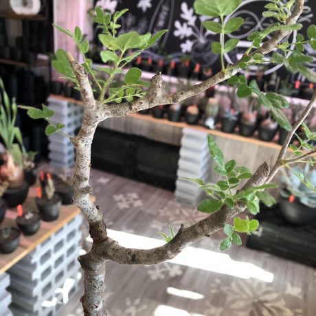 commiphora   monstrosa《 大きめM  size》※現地球発根済株※店主国内管理4年株※小振り丈の良きサイズ感な人気灌木※tall pot植え