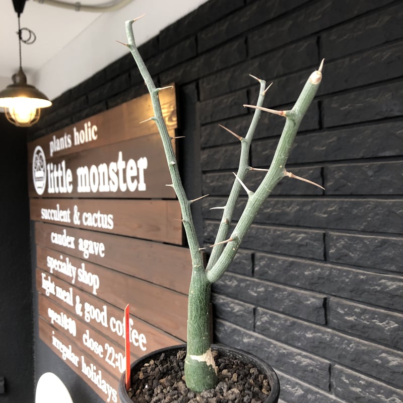 t*y様 A0509 超希少 アデニア バリー 現地球 A. ballyi 現地球は去年 @triad_plants さんからのベアルート