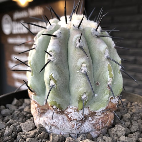 copiapoa   cinerea  黒王丸《大きめM size》激希少※現地球発根済株※店主国内管理11年株※選抜特選株※mad black bowl pot植え