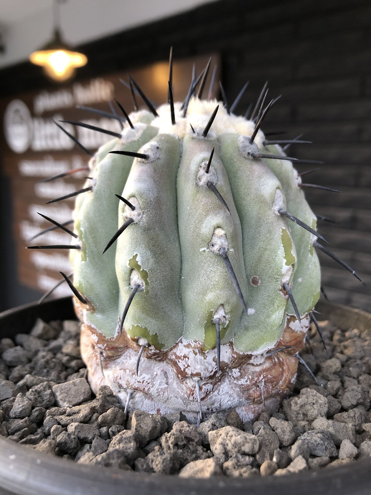 特大サイズ 自根 コピアポア シネレア 黒王丸 姫野翔太 蜂付き 特大サイズ 自根 コピアポア シネレア 黒王丸 姫野翔太 蜂付き 【公式