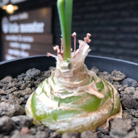 albuca spiralis cv.frizzle sizzle《L size》※littmon seed株※より強くカールが出る良きサイズなフリズルシズル‼︎※black bowl pot植え