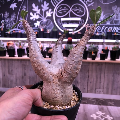 packypodium    cactipes《L  size》発根済み株‼︎  株幅&balance最高株‼︎