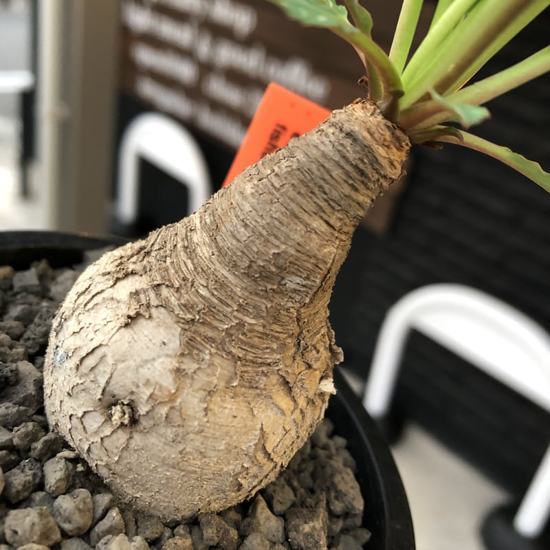 【ユーフォルビア・イポメア　ボルジアーナ】　現地球発根活着済み。 ユーフォルビア・イポメア ボルジアーナ】 現地球発根活着済み。