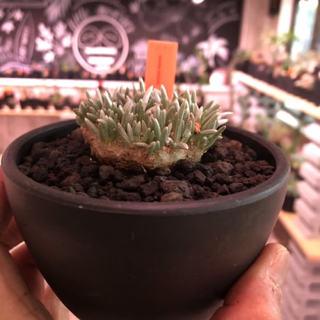 avonia   alstoni 《M size》 mad black  bowl pot植え
