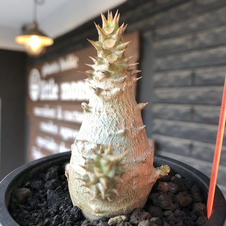 pachypodium windsorii《M size》※選抜littmon seed🌱※weight低き極ぼってり株元&枝振りも◎良樹形※mad black pot植え