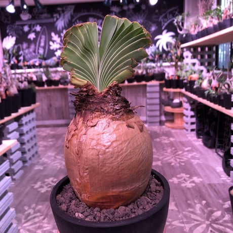 boophane   disticha  《 L size》※驚愕‼︎ヤバすぎるbig球体美肌株‼︎※mad black bowl pot植え