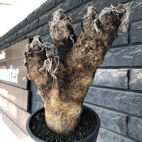 xerophyta trichophylla《S size》※現地球発根後店主国内管理2年株※驚愕強靭株※枝振り良くweightもlow‼︎肉厚小振りサイズ※mad black pot植え