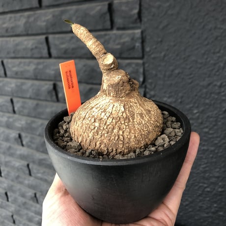 euphorbia   subapoda《M size 》特化した球体&扁平樹形が愛くるしくて堪らないスバポダ‼︎※mad black bowl pot植え