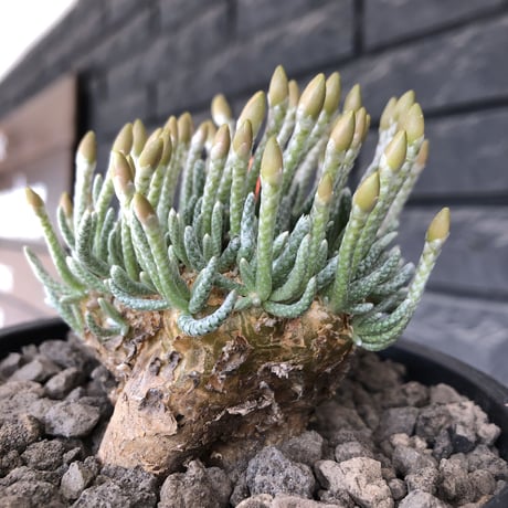 avonia  alstonii《XL size》※現地球発根後店主国内管理13年株※年代物且つ驚愕big株‼︎二度と手に入らないサイズ感‼︎ver.pink花※ mad black pot植え