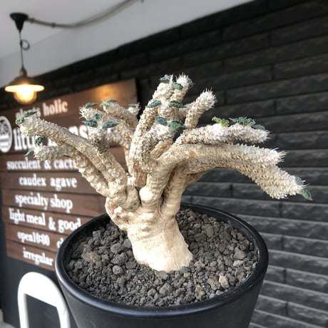 euphorbia tulearensis《 LL size》大株※現地球発根後店主国内管理4年株※驚愕‼︎希少性激高塊根ユーフォルビア‼︎big塊根&躍動枝振り※mad black pot植え